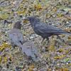 northwestern-crow-feeding-young