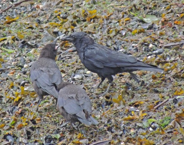 northwestern-crow-feeding-young
