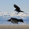 northwestern-crow-harassing-common-raven