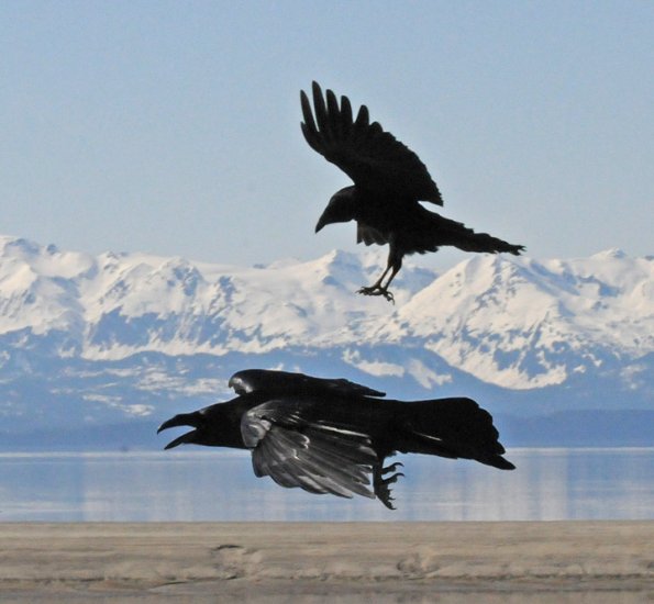 northwestern-crow-harassing-common-raven