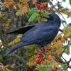 northwestern-crow-in-ash-tree
