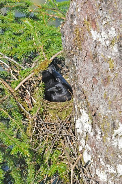 northwestern-crow-incubating-eggs