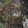 northwestern-crow-nest-with-eggs-yakutat
