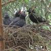 northwestern-crow-nest-with-youngsters