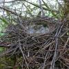 northwestern-crow-nest