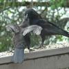 northwestern-crow-parent-feeding-youngster