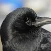 northwestern-crow-portrait