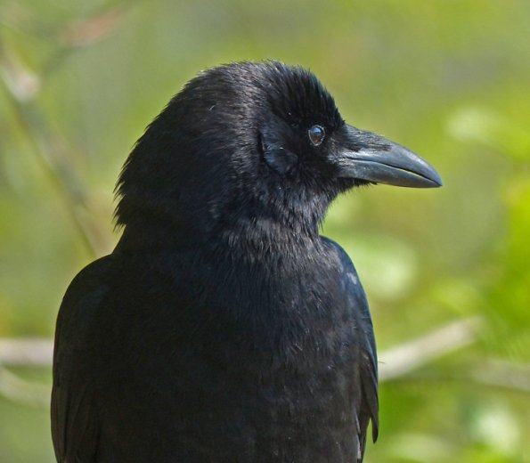 northwestern-crow-portrait_1369631743