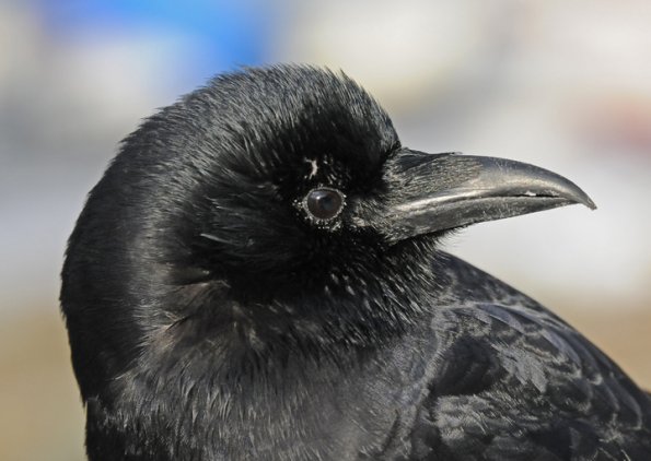 northwestern-crow-portrait
