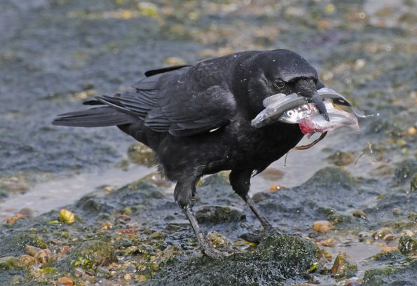 northwestern-crow-with-capelin