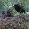 northwestern-crow-with-chicks