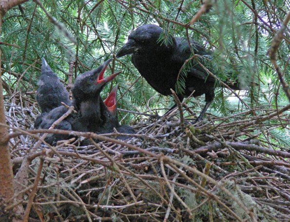 northwestern-crow-with-chicks