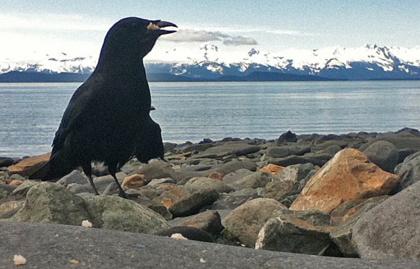 northwestern-crow-with-i-touch