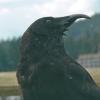 northwestern-crow-with-missing-lower-beak