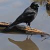 northwestern-crow-with-reflection