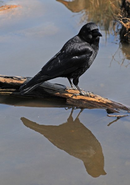 northwestern-crow-with-reflection