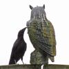 northwestern-crow-young-examining-owl-decoy