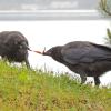 northwestern-crow-youngsters-playing-tug-of-war