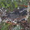 northwestern-crows-4-young-on-nest-yakutat