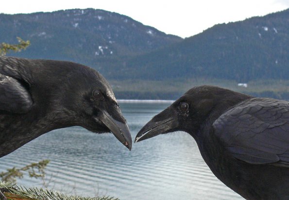 northwestern-crows-beak-to-beak