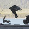 northwestern-crows-being-chased-by-red-squirrel
