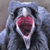 raven-talking-1