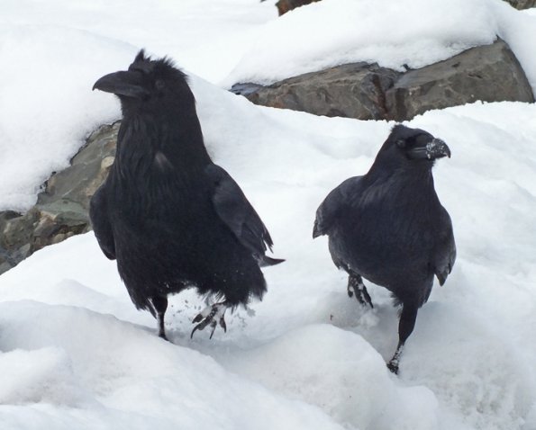 ravens-a-pair