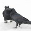 ravens-male-left-and-female