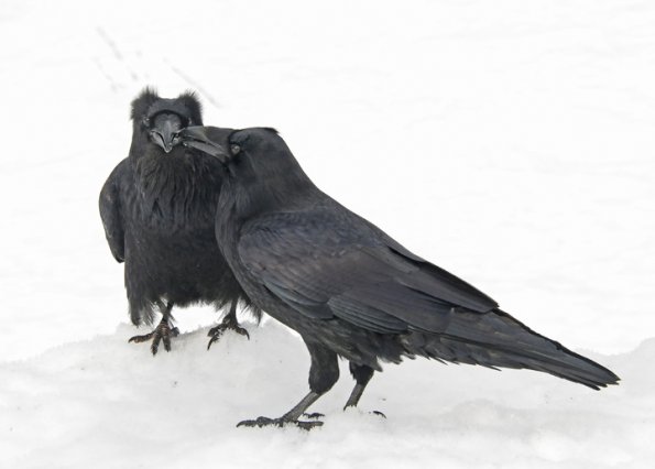 ravens-male-left-and-female