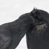 ravens-preening-1_1328676106