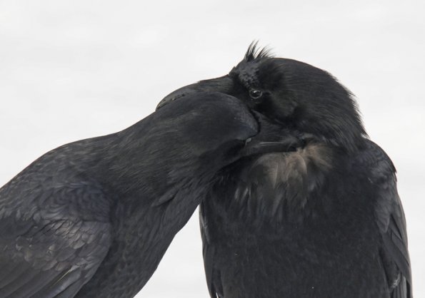 ravens-preening-1_1328676106