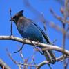 steller-s-jay-adult