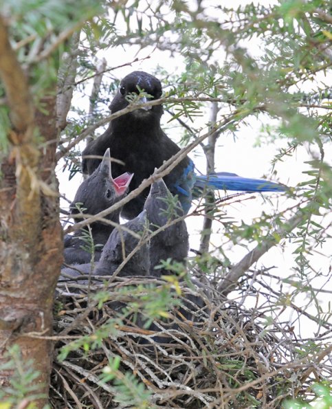 steller-s-jay-feeding-young-2