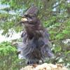 steller-s-jay-having-a-bad-feather-day_1315328942