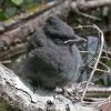 steller-s-jay-juvenile-2
