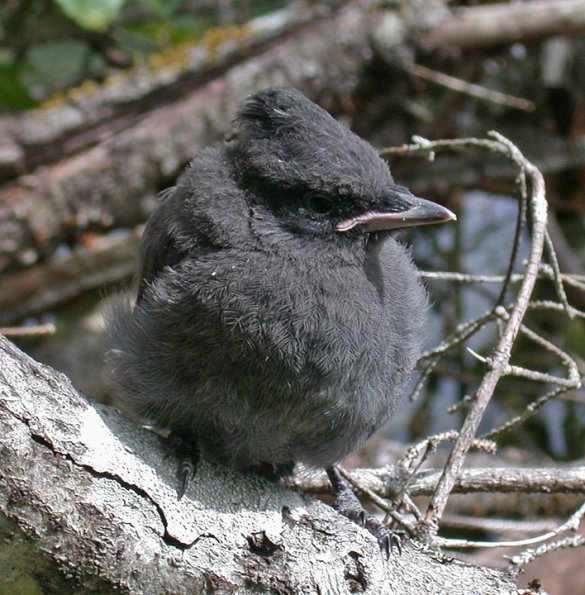 steller-s-jay-juvenile-2