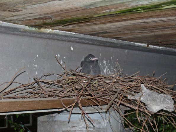 steller-s-jay-nest-1