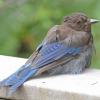 steller-s-jay-recently-fledged-youngster