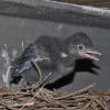 steller-s-jay-youngster-2
