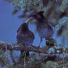steller-s-jays-interacting