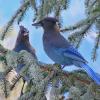 steller-s-jays