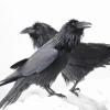 two-ravens-two