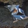 Belted-Kingfishers-mating