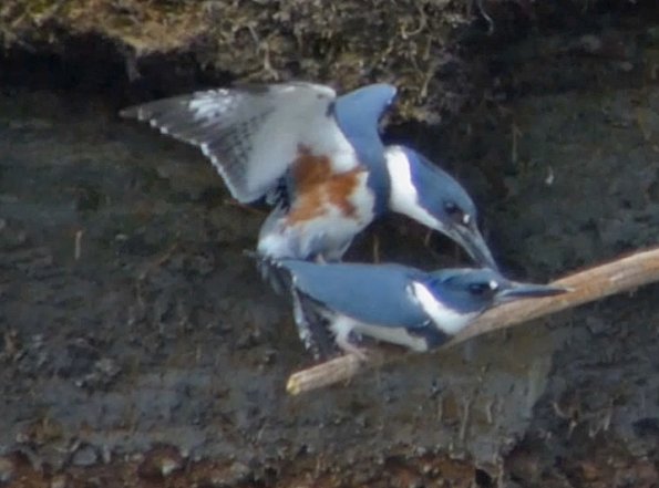 Belted-Kingfishers-mating
