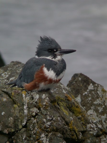 belted-kingfisher-female-portrait-1