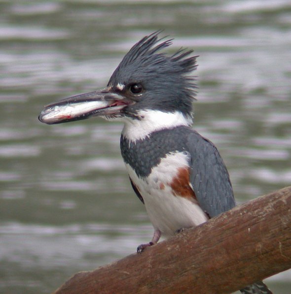 belted-kingfisher-female-with-salmon-young