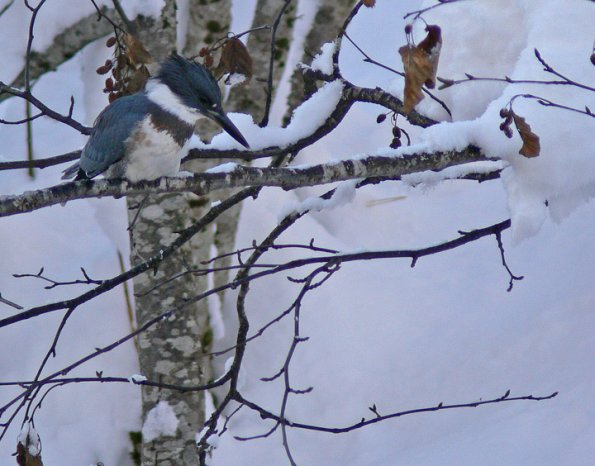 belted-kingfisher-hunting-in-winter