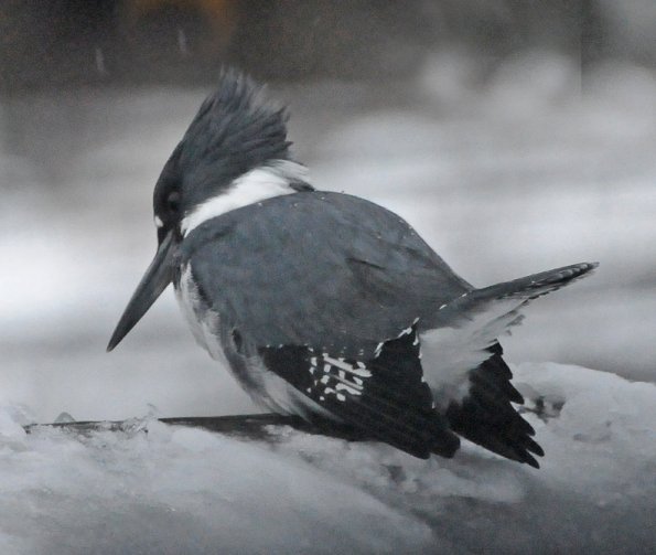 belted-kingfisher-hunting