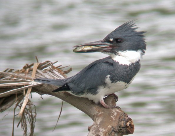 belted-kingfisher-male-with-sculpin