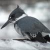 belted-kingfisher-with-fuji-at-720mm
